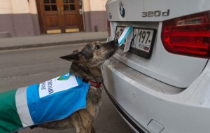 Какие штрафы грозят водителям автомобилей на польских и литовских номерах