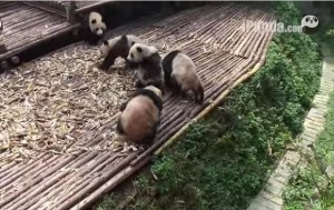Панды устроили массовую драку в заповеднике (+Видео)