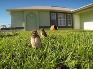 В Сети набирает популярность видео с танцующими совами (+Видео)