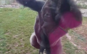 Видео нападения гориллы напугало пользователей Сети (+Видео)
