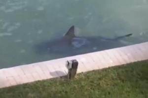 В Америке мужчина обнаружил у себя в саду живую акулу