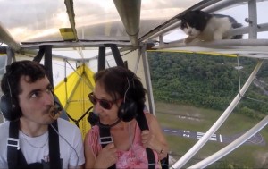 Ролик о летящем на крыле самолета коте набирает популярность в Сети (+Видео)