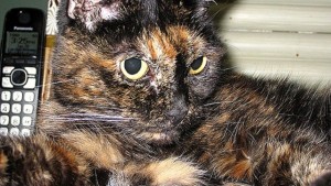 В США на 28-м году жизни умерла старейшая кошка мира