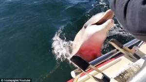 Дельфин попытался отобрать у рыбака телефон (+Видео)