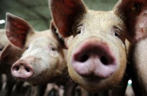 Россия может запретить украинскую свинину