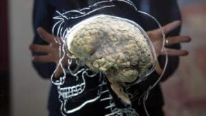 Американские ученые вырастили человеческий мозг