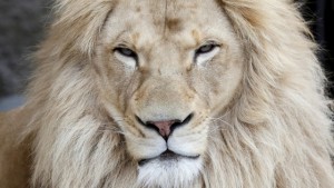 В Зимбабве лев убил человека в национальном парке