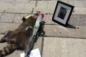 Мертвый енот стал героем соцсетей в Канаде