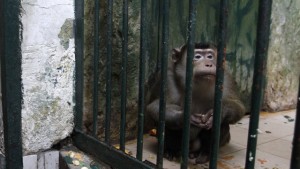 Ученые: обезьяны способны запоминать шокирующие моменты в фильмах
