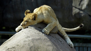 Датский зоопарк приглашает детей посмотреть на вскрытие льва