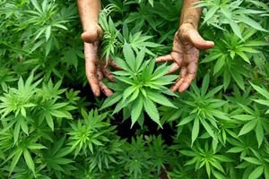 В Хорватии разрешили употреблять марихуану в медицинских целях