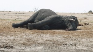 В Зимбабве браконьеры отравили десятки слонов цианидом