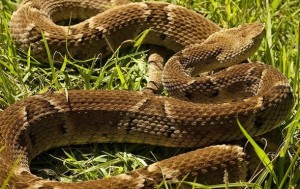 В регионе обнаружили особо опасный вид змей