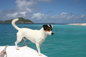 Собака-путешественница проплыла через Атлантику на яхте