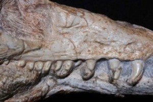Найдены останки неизвестного предка динозавров