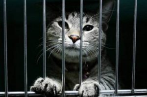 В России судебный пристав арестовал кота за долги хозяина