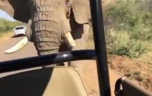 На Шварценеггера напал слон в Африке (+Видео)
