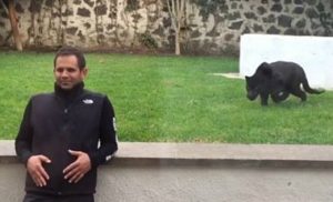 Забавное видео с пантерой стремительно покоряет YouTube (+Видео)