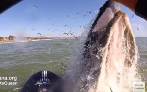 В Калифорнии серфингистка столкнулась с китом