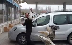 Голодный пеликан в погоне за мужчиной попал на видео