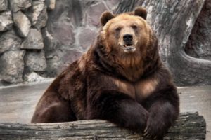 В зоопарке Днепра медведь оторвал руку ребенку