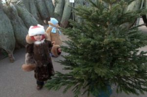 Стали известны цены на новогодние елки в разных регионах Украины