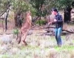 Youtube “взорвало” видео драки австралийца и кенгуру (+Видео)