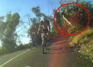 В Сети появилось видео прыжка кенгуру через мчащегося велосипедиста (+Видео)