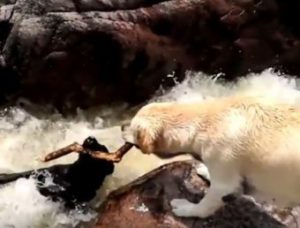 Видео дня: Собака спасла тонущего пса из бурлящей реки (+Видео)