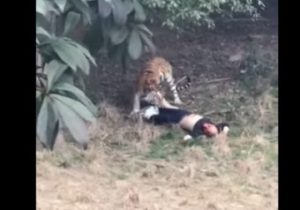 Тигр растерзал мужчину в зоопарке Китая (+Видео)