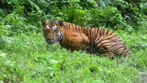 В Индии тигр устроил погоню за туристами