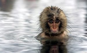 В японском зоопарке убили 57 обезьян: не с теми скрещивались