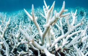 Большой Барьерный риф белеет из-за потепления