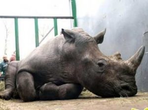 Во Франции браконьеры убили редкого белого носорога прямо в зоопарке