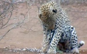 В Сети показали атаковавшего дикобразов леопарда