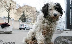 В Мариуполе хозяин закрыл собой собаку от пуль