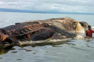 В Индонезии на берег выбросилось неизвестное гигантское существо (+Видео)