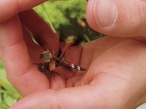 Ученые сняли на видео полет стрекозы-киборга (+Видео)