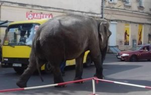 По центру Одессы прогулялся слон