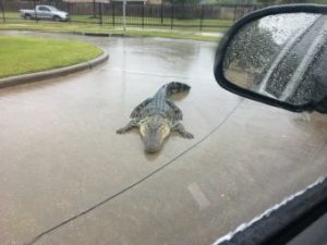 Во Флориде после урагана “Ирма” на улицах появились аллигаторы (+Видео)