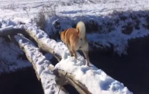 Это фиаско, братан. Упавший в ручей пес стал мемом