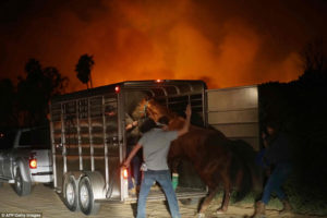 Десятки элитных скакунов погибли во время пожара в Калифорнии