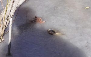 Заморозки в США: аллигаторы вмерзли в лед