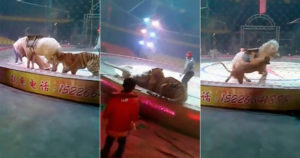 Хищники напали на цирковую лошадь во время репетиции в китайском цирке (+Видео)
