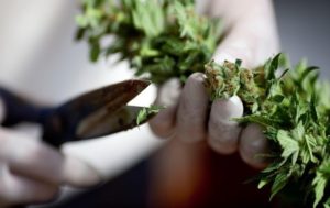В Раде разработают закон о легализации марихуаны