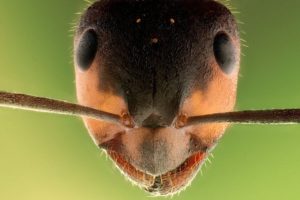 Ученые обнаружили муравьев, которые взрываются