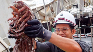 В Индонезии обнаружили морского монстра с “цепной пилой”