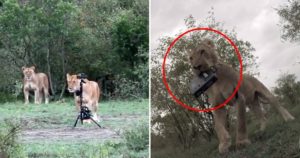 Кении львица украла видеокамеру у съемочной группы (+Видео)