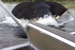 В Ботсване слон атаковал лодку с туристами