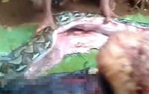 В Индонезии гигантский питон проглотил женщину (+Видео)